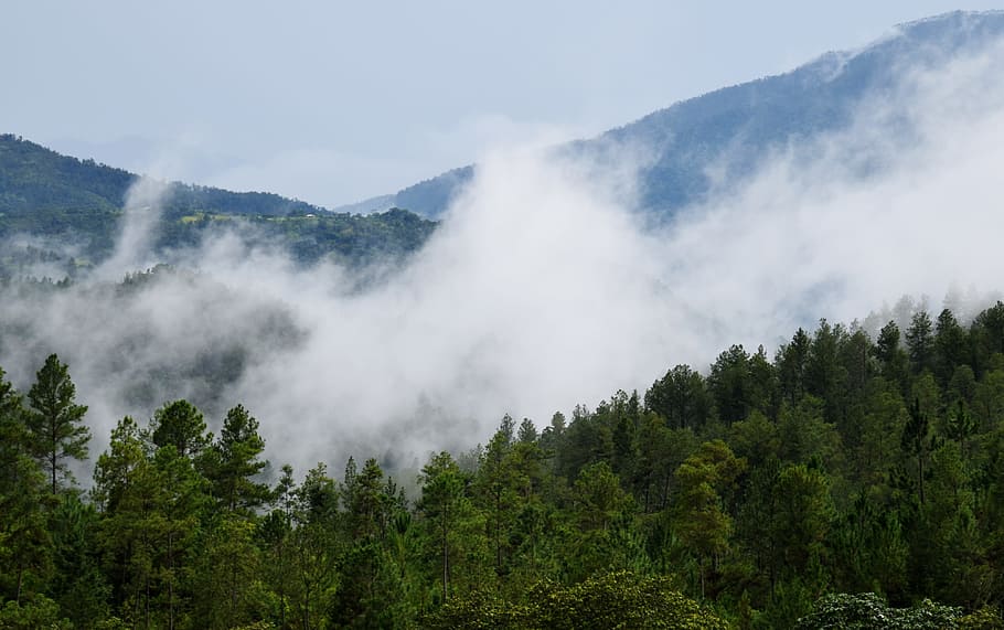 mountain, nature, landscape, fog, montes, sky, cordillera, pine, clouds, hill