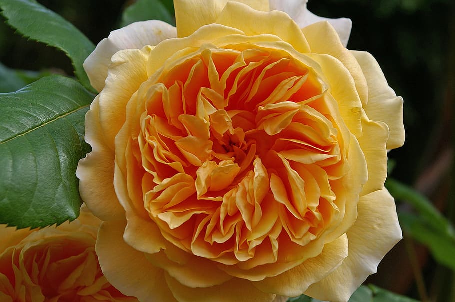 rose, Rose, Crown, Crown Princess Margareta, english rose, rose variety, garden, petals, plant, yellow, blossom