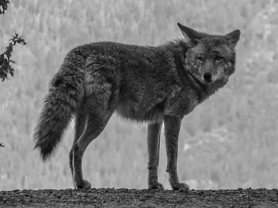 Coyote, Yosemite, Usa, hitam dan putih, hewan, hewan Tema, mamalia, satu hewan, satwa liar, hewan di alam liar