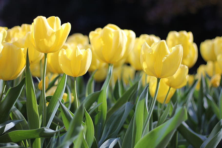 yellow petaled flowers, tulips, yellow, spring, green, floral, flower, nature, easter, blooming