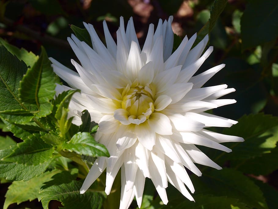 white flower, dalia, flowers, perfume, dahlia pompom, petals, flowering, spring, summer, botany