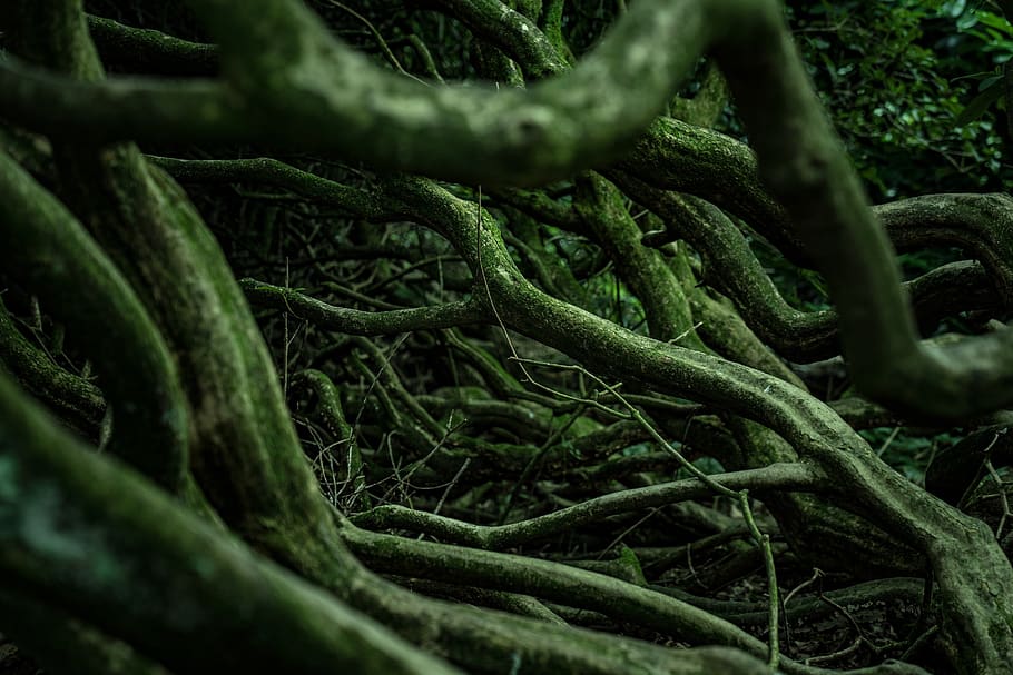 roots, wood, tree, nature, forest, green, old, ancient, creepy, weird