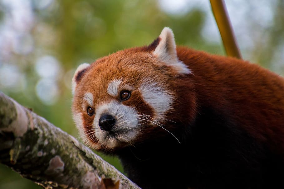 vermelho, panda, galho de árvore, panda vermelho, doce, bambu, mamífero, ameaçadas de extinção, natureza, mundo animal