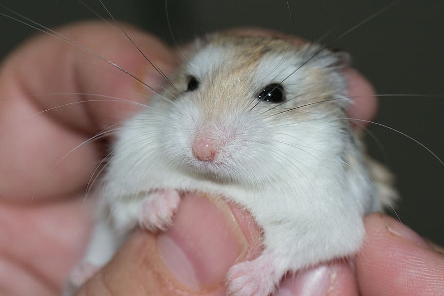 person, holding, white, brown, Hamster, Palm, Transmission, Love, petting, the proximity of