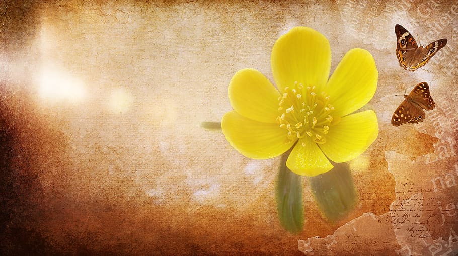 shallow, focus photography, yellow, flower illustration, potentilla, kobold, flower, blossom, bloom, plant
