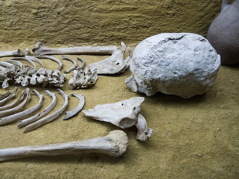 skeleton, bones, femur, museum, bury, dead, skull, death, plague, tomb