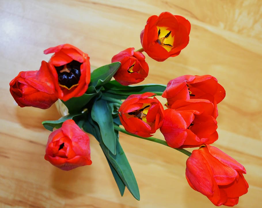 tulipanes, flores, ramo, brillante, hermosas flores, generosamente, 8 de marzo, primavera, rojo, tulipán