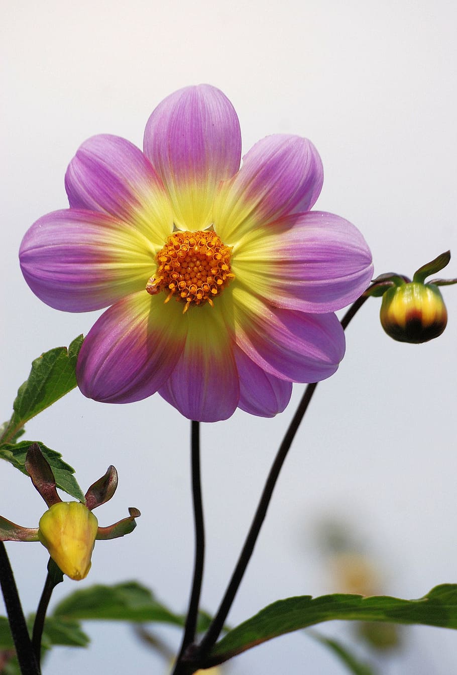 purple-and-yellow petaled flowers, dahlia, flower, garden, colorful, large flowers, purple, yellow, nature, plant