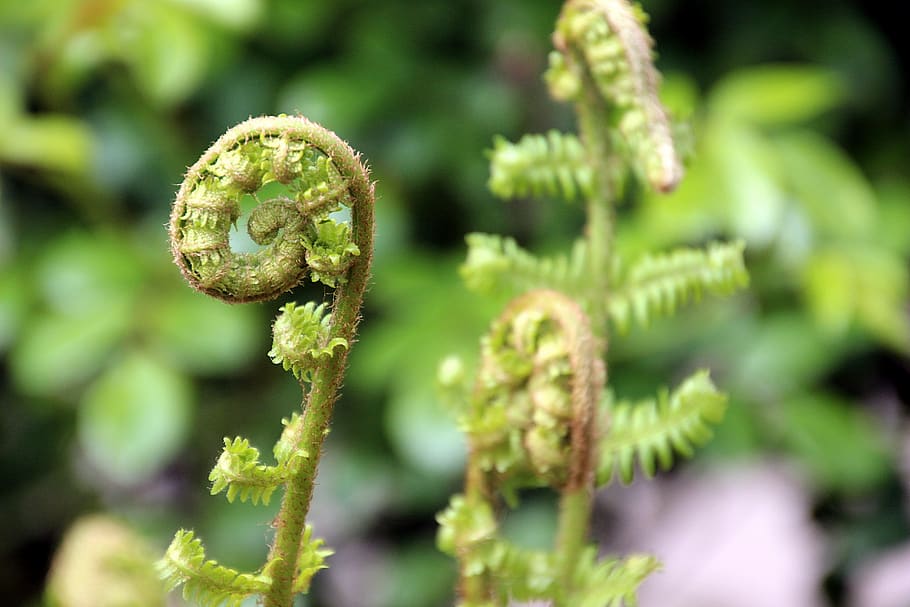 Free download | spring, boating, curl, garden, sheet, green color ...