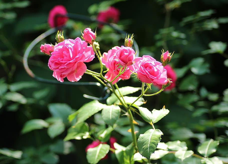 rose, ornamental shrub, pink flowers, rosebush, flowering, ornamental plants, ornamental shrubs, pink, nature, full bloom