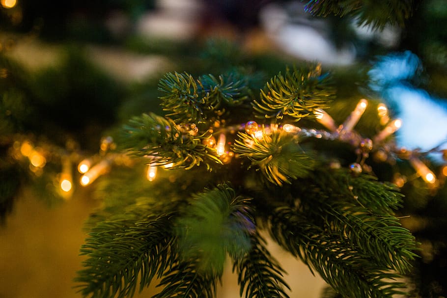 christmas, tree, lights, decorations, festive, holidays, plant, celebration, christmas tree, close-up