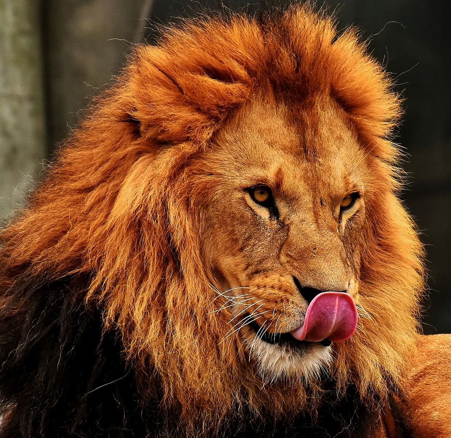 lion, licking, nose, prone, lying, daytime, predator, dangerous, mane, cat