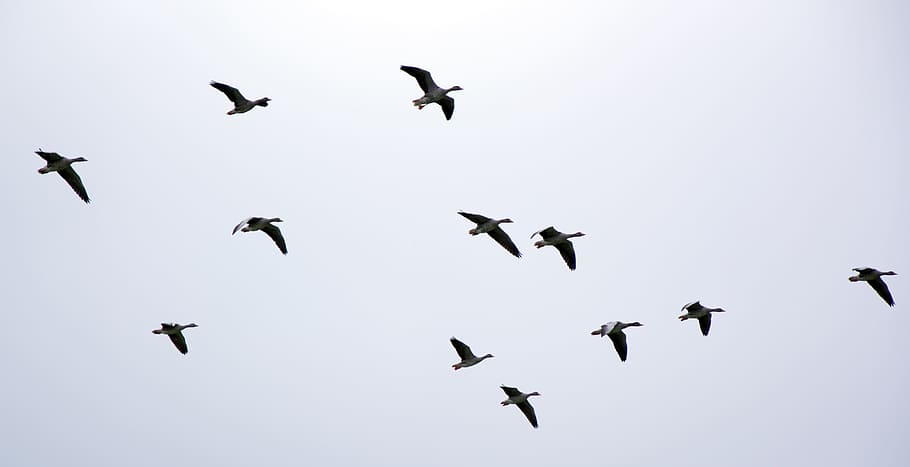 several birds, wild geese, migratory birds, geese, flock of birds, swarm, fly, formation, birds, sky