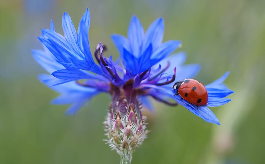 selective, focus photo, ladybug, blue, flower, cornflower, siebenpunkt, red, blossom, bloom
