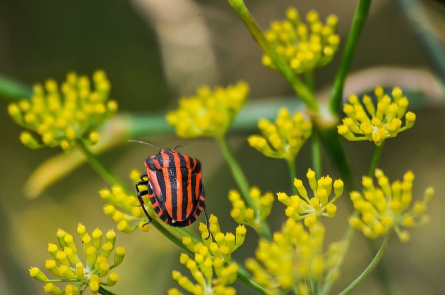 bug, stink bug, stripes, red, black, red and black, fennel, plant, insect, natural