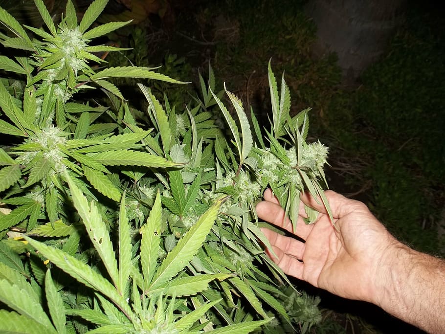 Размеры наркотика марихуаны выращивать коноплю гидропонным методом