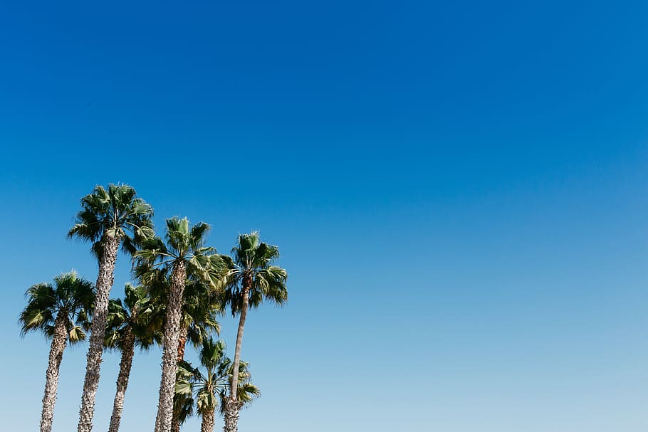 palm trees, blue, sky, nature, outdoors, outside, tropical, palm leaves, copy space, gradient