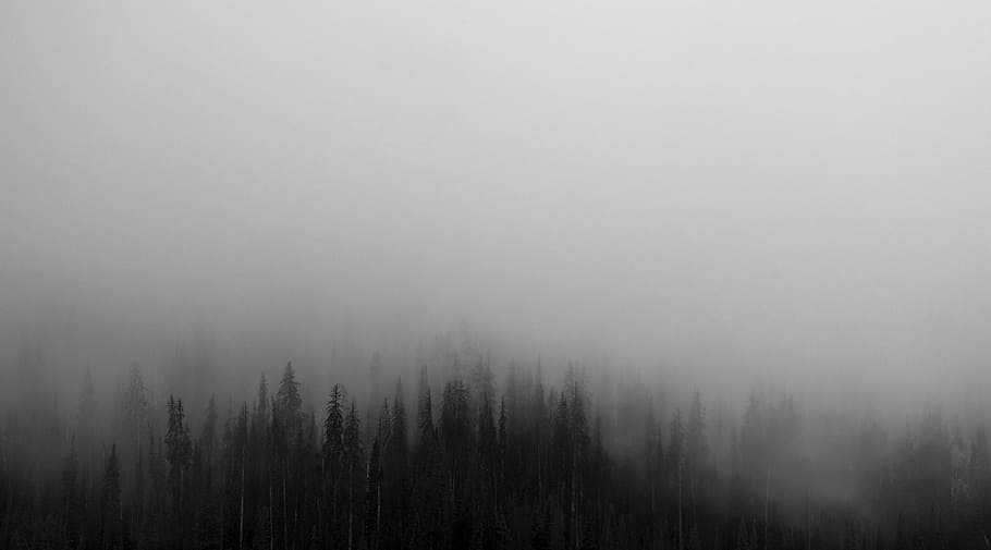 foggy, trees, daytime, silhouette, tall, time, forest, woods, fog, grey