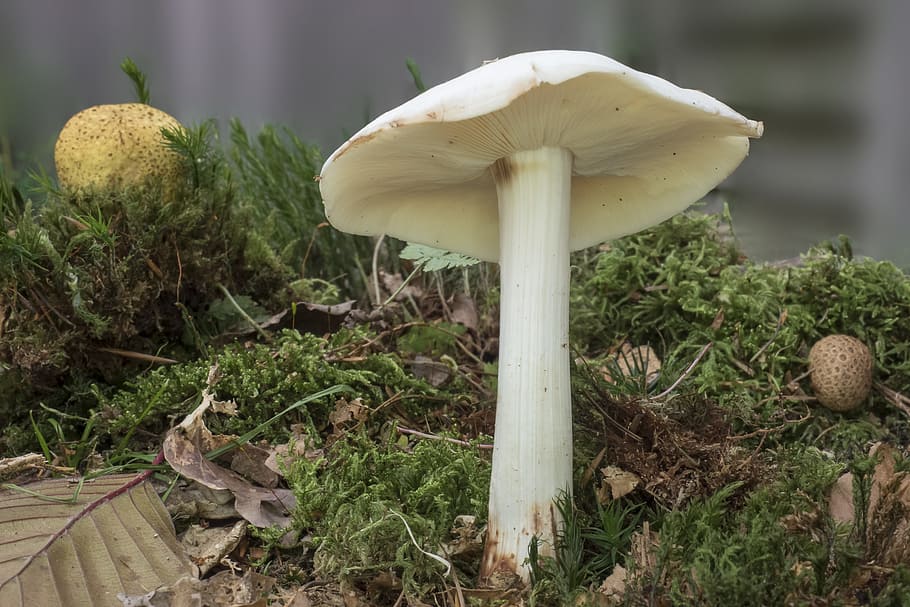 white, mushroom, surrounded, grasses, lamellar, forest, autumn, fibrous stalk, schirmförmig, flat