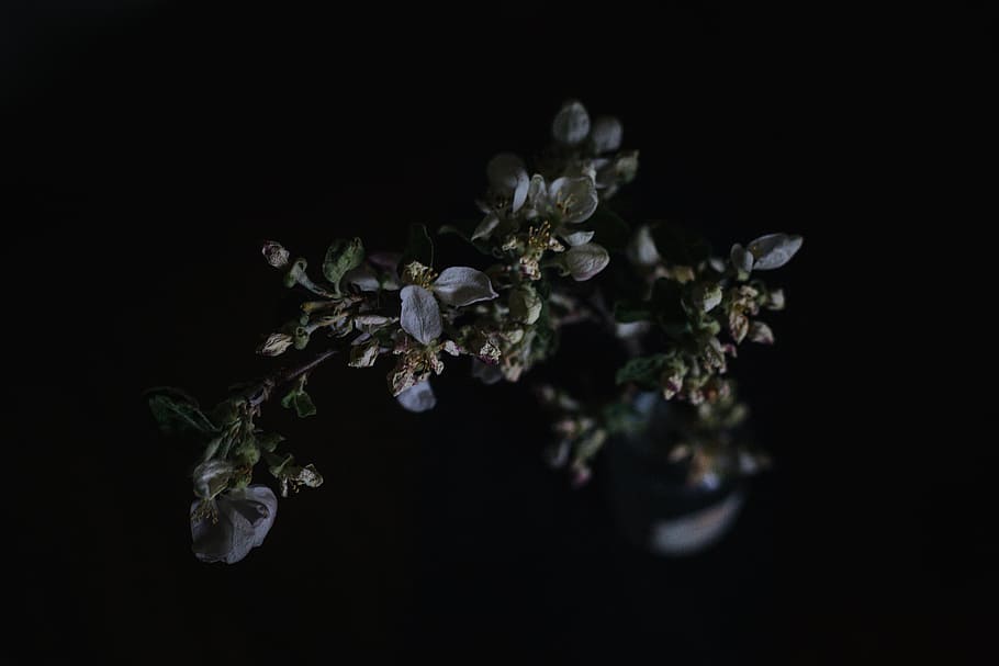 rose plant, flower, bloom, petal, nature, plant, dark, close-up, studio shot, black background