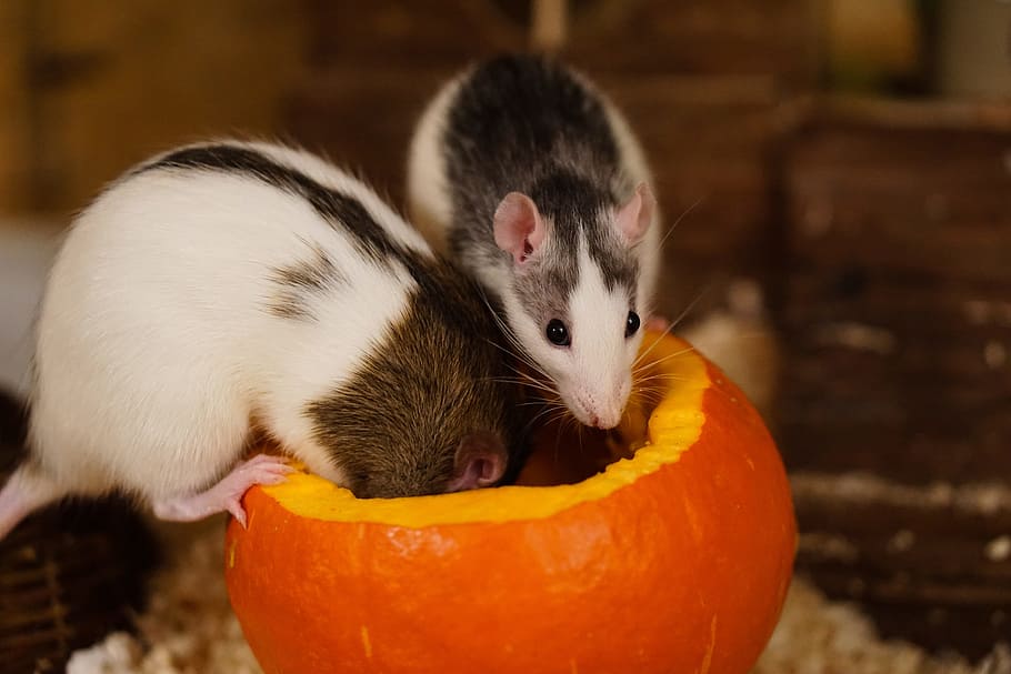 white, black, mice, top, pumpkin, rat, color rats, sweet, smart, rodent