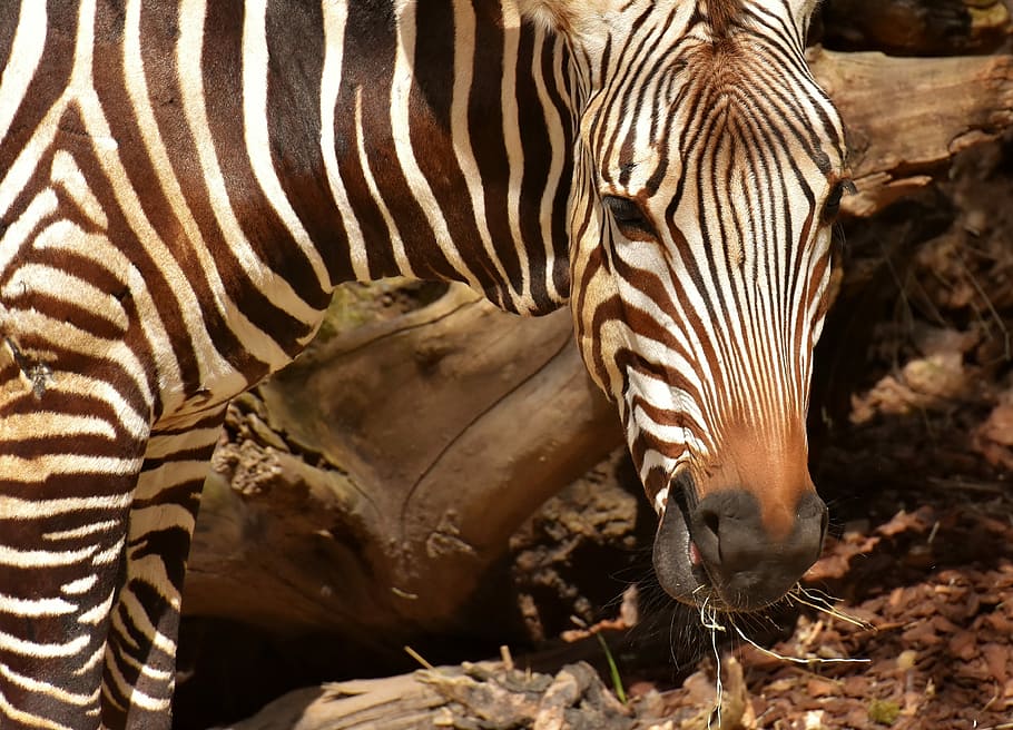 Apa zebra makan Kuda belang
