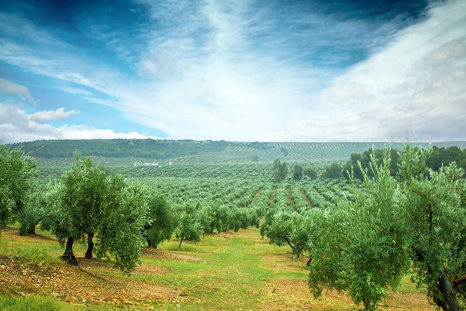 olivas, mediterranean, olive, olives, leaves, plant, agriculture, fresh, healthy, green