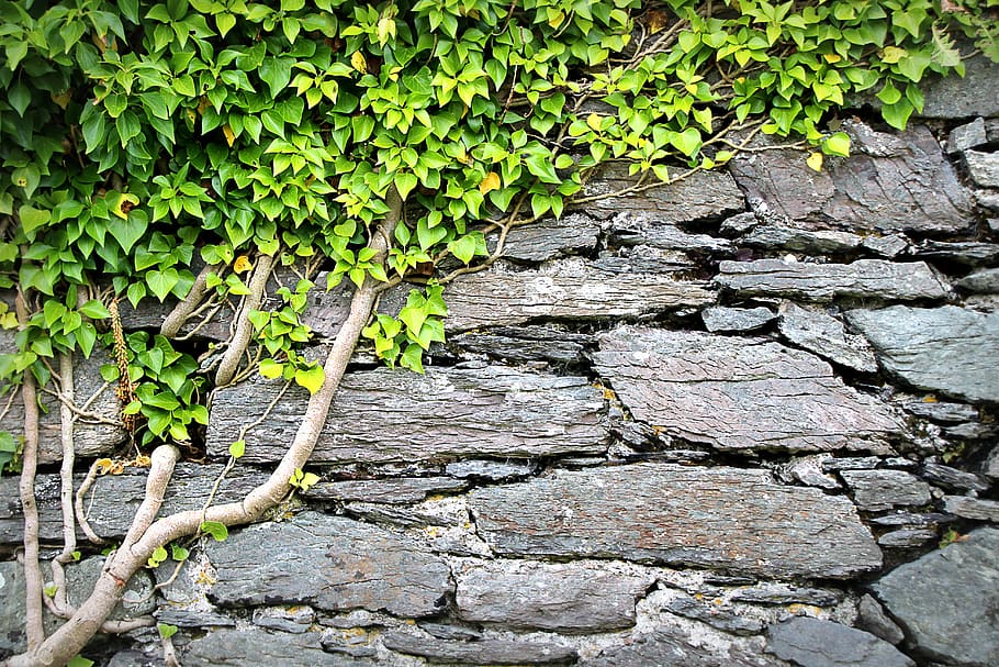 texture, wall, ivy, background, pattern, rau, surface, stone, structure, castle