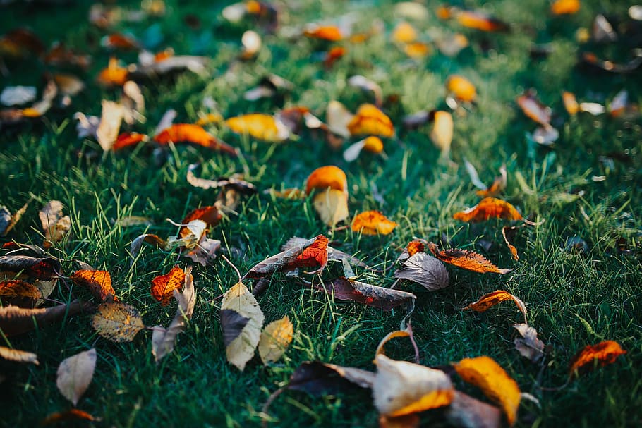 秋の庭, 犬, 庭, 岩, 葉, 秋, 石畳, 自然, 季節, 屋外