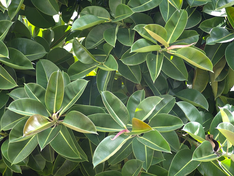 rubber tree, plant, green, large, nature, leaf, tree, leaves, plant part, green color