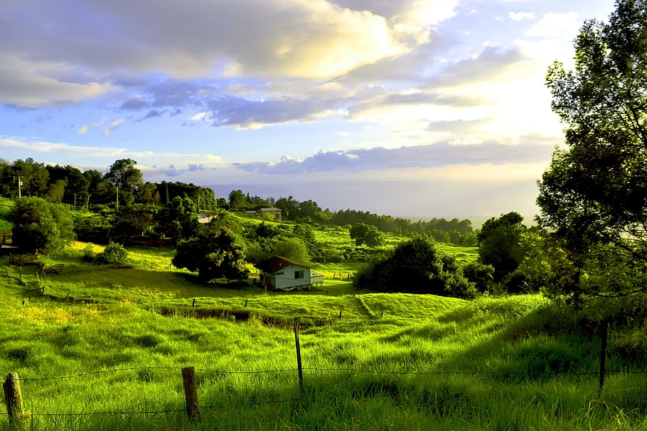시골, 마우이, 쿨라, 하와이, 자연, 녹색, 열대, 농장, 잔디, 풍경