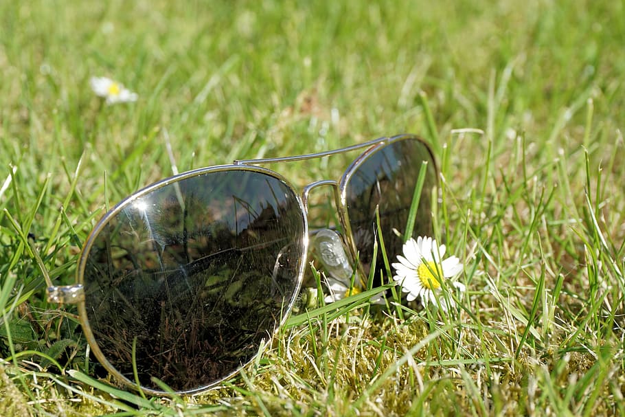 gray, framed, aviator-style sunglasses, white, petaled flower, summer, sun, sunglasses, relaxation, holidays