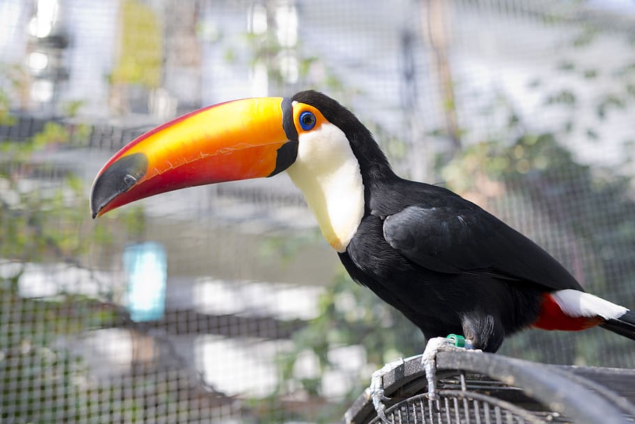 toucan, bird, beak, animal themes, animal, animal wildlife, vertebrate, animals in the wild, hornbill, one animal