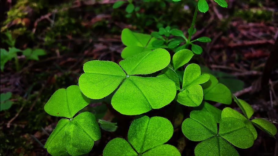 Klee, Lucky Charm, luck, four leaf clover, green, lucky clover, lucky messenger, symbol, shamrocks, symbol of good luck