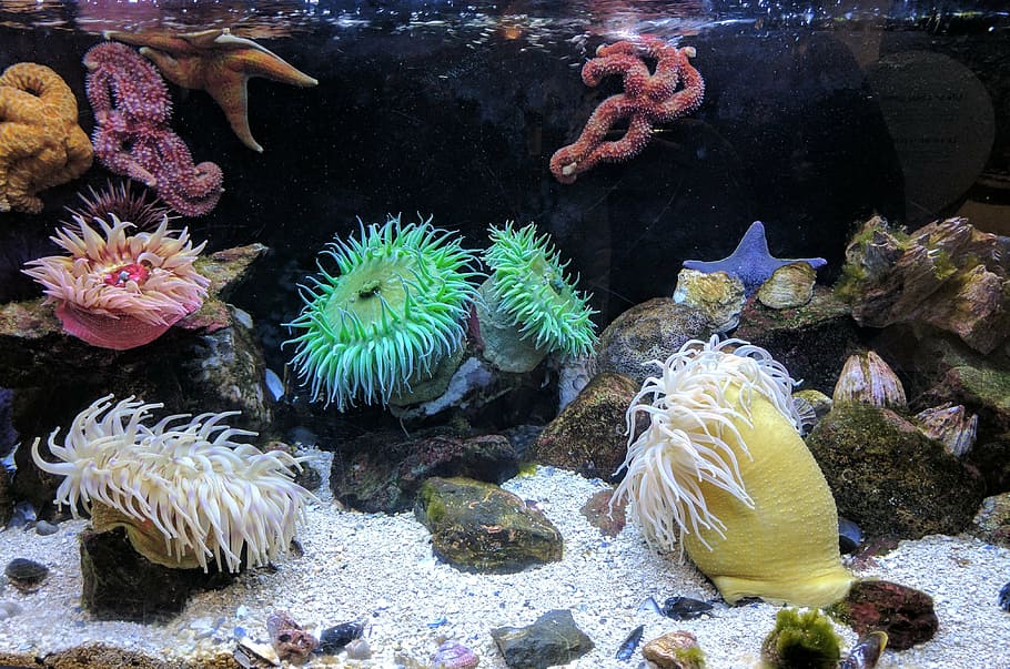 corals under water, sand, rocks, coral, reefs, aquatic, animal, sea anemone, water, underwater