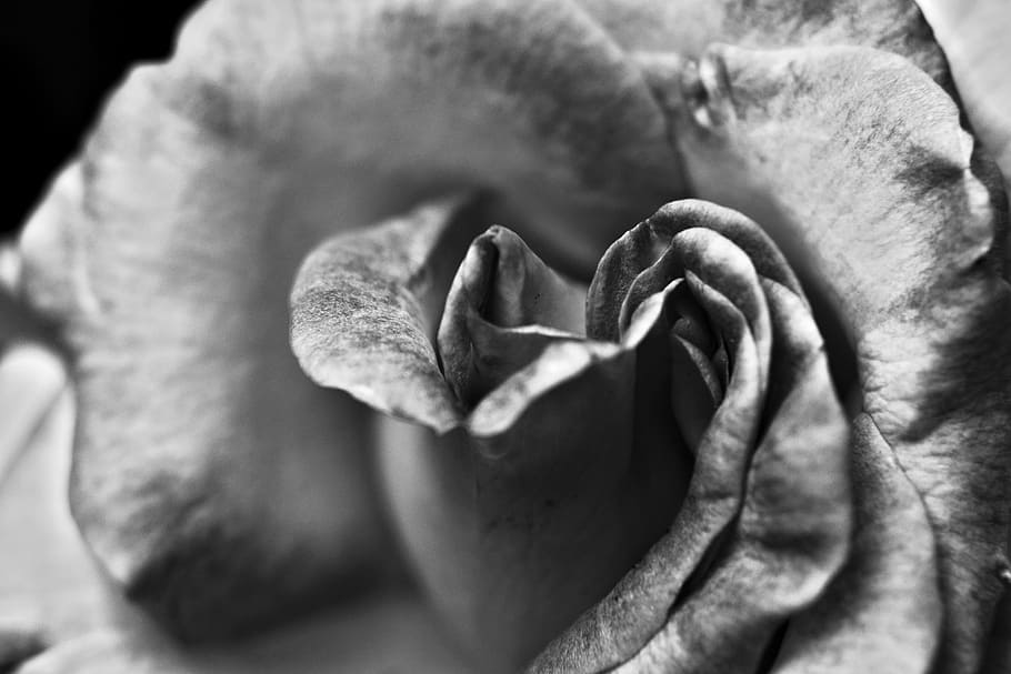 greyscale photography, rose, flower, black and white, love, studio, detail, macro, textured effect, softness