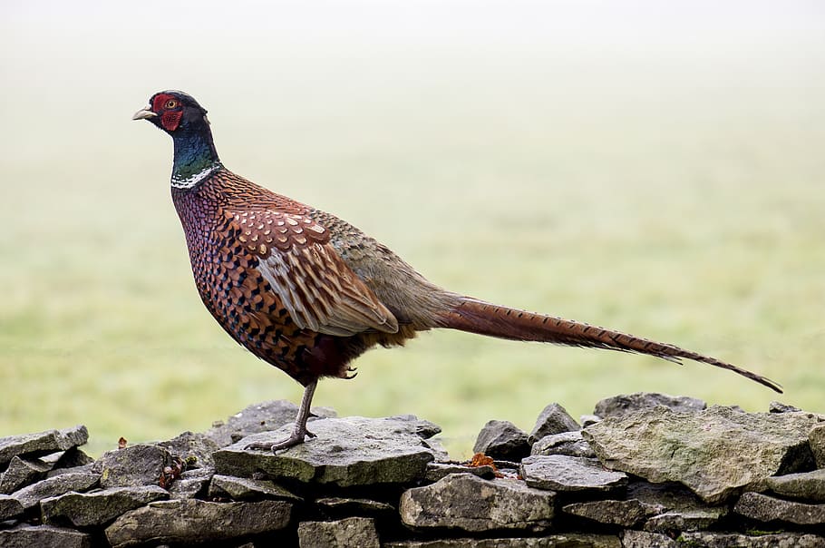 brown, green, bird, gray, rock, pheasant, wall, feather, wildlife, fowl