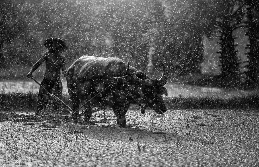 water buffalo, field, raining, buffalo, farmer, cultivating, agriculture, asia, cambodia, culture