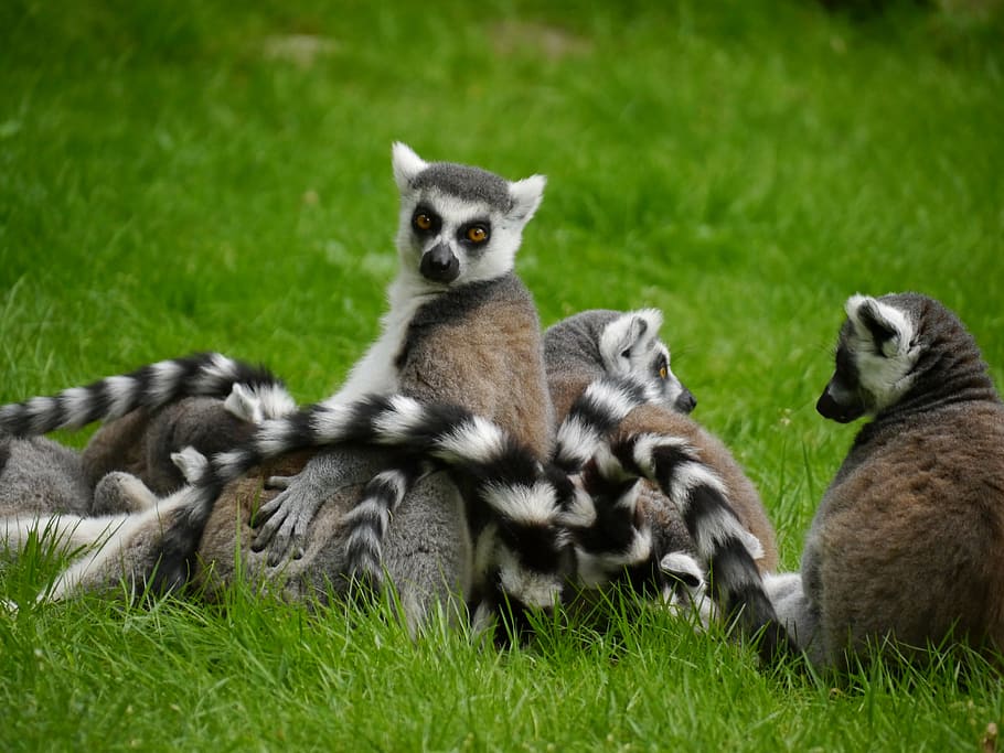 lémur, Madagascar, presa, hierba, animal joven, césped, grupo de animales, temas de animales, animal, fauna animal