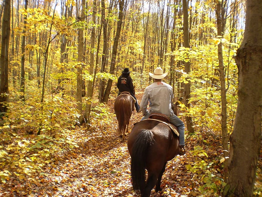 dua, orang, coklat, kuda, di samping, pohon, siang hari, musim gugur, dedaunan, berkuda