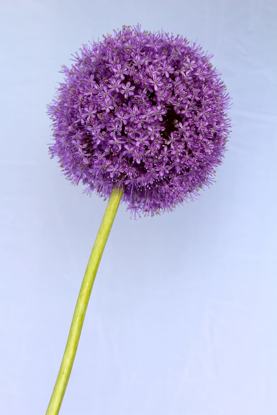 Allium, Púrpura, Bola, Flor, Cerrar, floración, cebolla ornamental, planta de jardín, bola de flores, aislado