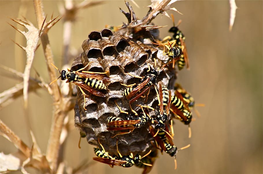 it wasp swarm, diaper, insect, nature, animals in the wild, close-up, animal wildlife, animal themes, invertebrate, animal