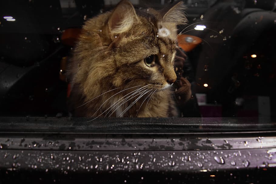 brown, looking, towards, right, Cat, Window, Car, Waiting, Sad, Kitten