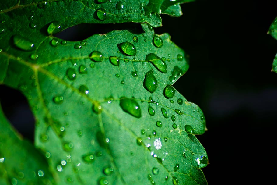 dewdrops, green, leaf, macro, photography, plant, wet, water, raindrops, dark