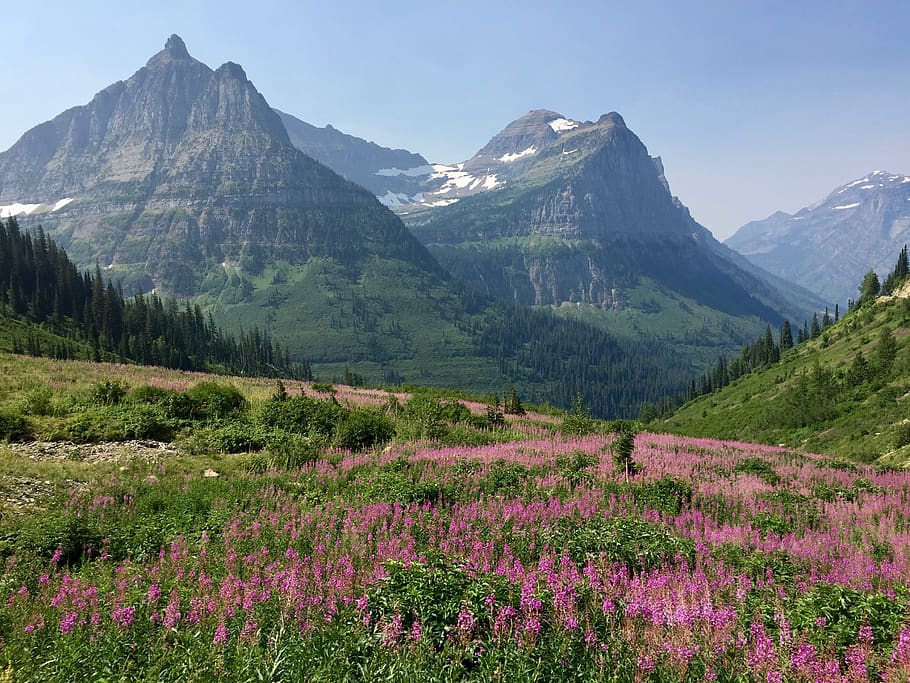 mountains, meadow, glacier national park, landscape, nature, flowers, summer, alpine, hiking, valley