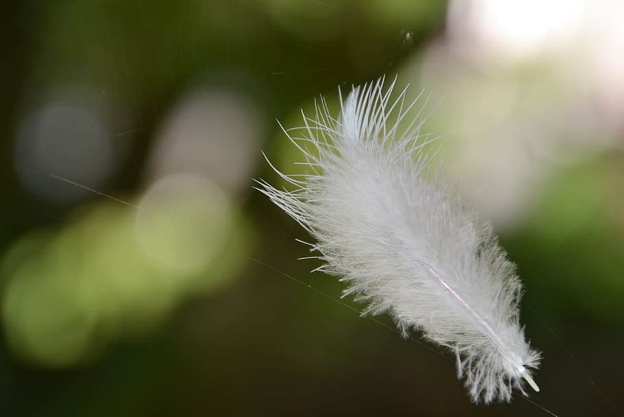feather, slightly, lightweight, fluffy, airy, white, ease, featherweight, filigree, tender
