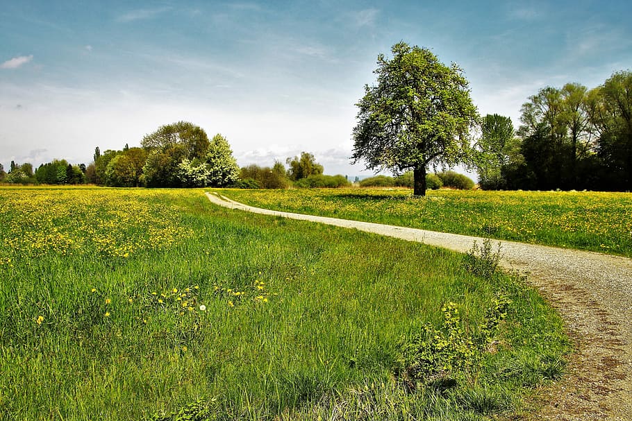 pathway, surrounded, grass fields, spring, way, the beasts of the field, spacer, landscape, the idyll, tree