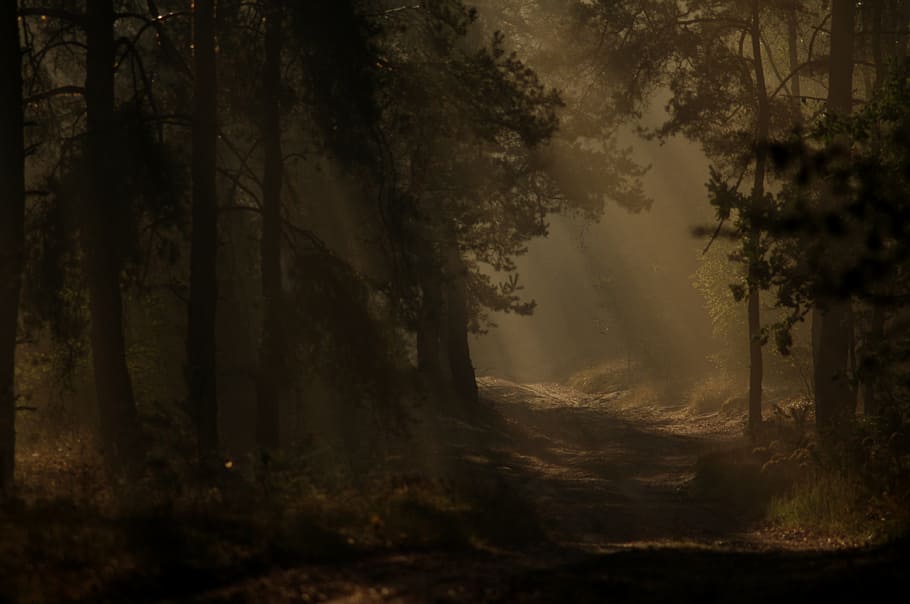 forest during daytime, forest, dark, time, nature, view, morning, mystery, the fog, tree