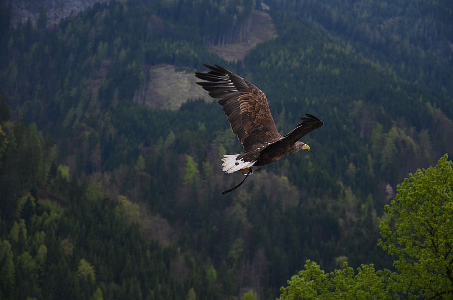 aerial, flying, bald, eagle, adler, bird, raptor, heraldic animal, nature, wildlife