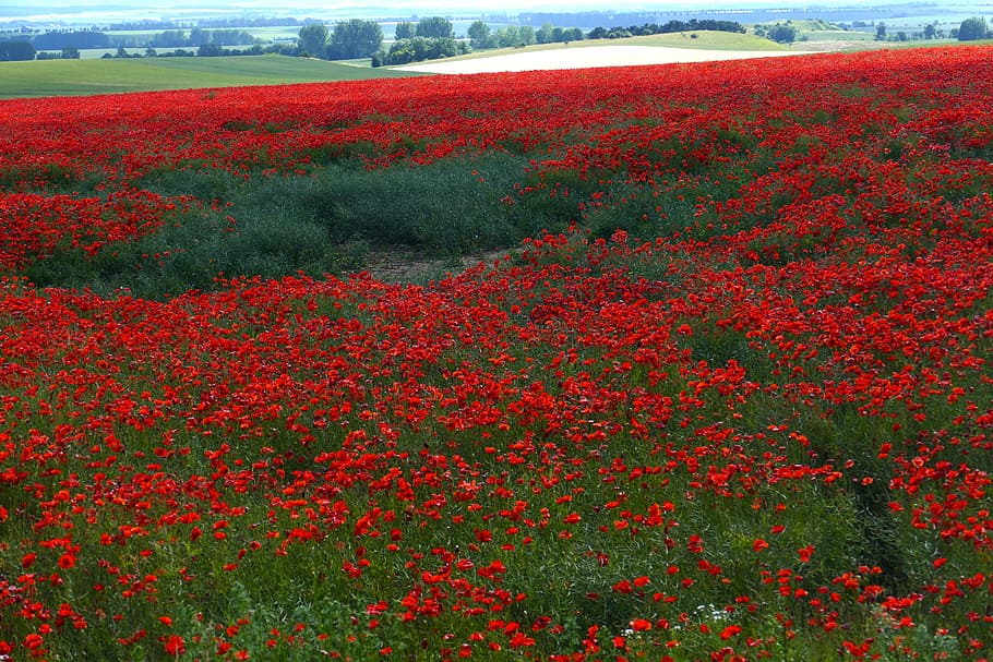red, flower field, daytime, landscape photography, Field, Poppy, Wild, Romantic, field, poppy, nature